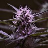 Семена ганжа  Skunk x Early Skunk feminised Ganja Seeds Семена ганжа  Skunk x Early Skunk feminised Ganja Seeds