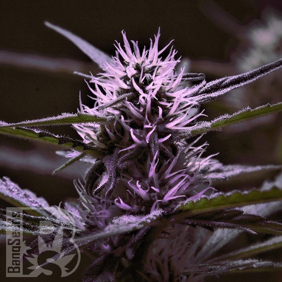Семена ганжа  Skunk x Early Skunk feminised Ganja Seeds