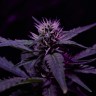 Семена ганжа  Skunk x Early Skunk feminised Ganja Seeds Семена ганжа  Skunk x Early Skunk feminised Ganja Seeds