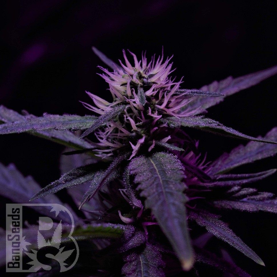 Семена ганжа  Skunk x Early Skunk feminised Ganja Seeds Семена ганжа  Skunk x Early Skunk feminised Ganja Seeds