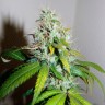 заказать семена конопли почтой Auto Amnesia feminised заказать семена конопли почтой Auto Amnesia feminised