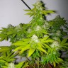 заказать качественные семена конопли Auto Amnesia feminised заказать качественные семена конопли Auto Amnesia feminised
