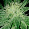 заказать семена конопли курьером Auto Amnesia feminised заказать семена конопли курьером Auto Amnesia feminised