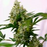 купить семена конопли недорого Auto Amnesia feminised купить семена конопли недорого Auto Amnesia feminised