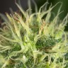 купить семена конопли в фирменной упаковке Auto Amnesia feminised купить семена конопли в фирменной упаковке Auto Amnesia feminised