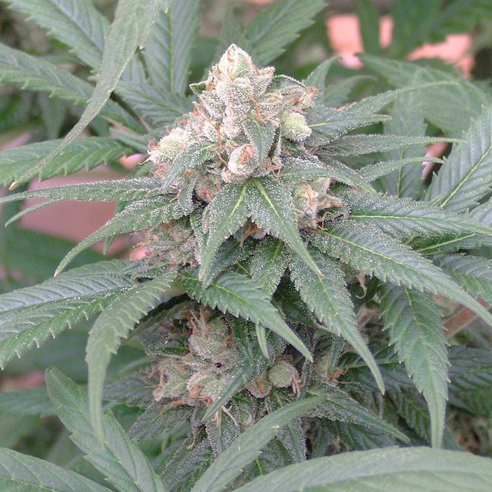 Семена марихуаны  Skunk #11 feminised Ganja Seeds