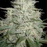 Семена марихуаны  Skunk #11 feminised Ganja Seeds Семена марихуаны  Skunk #11 feminised Ganja Seeds