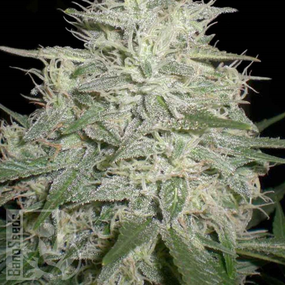 Семена марихуаны  Skunk #11 feminised Ganja Seeds Семена марихуаны  Skunk #11 feminised Ganja Seeds