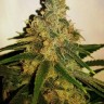 Семена марихуаны  Skunk #11 feminised Ganja Seeds Семена марихуаны  Skunk #11 feminised Ganja Seeds