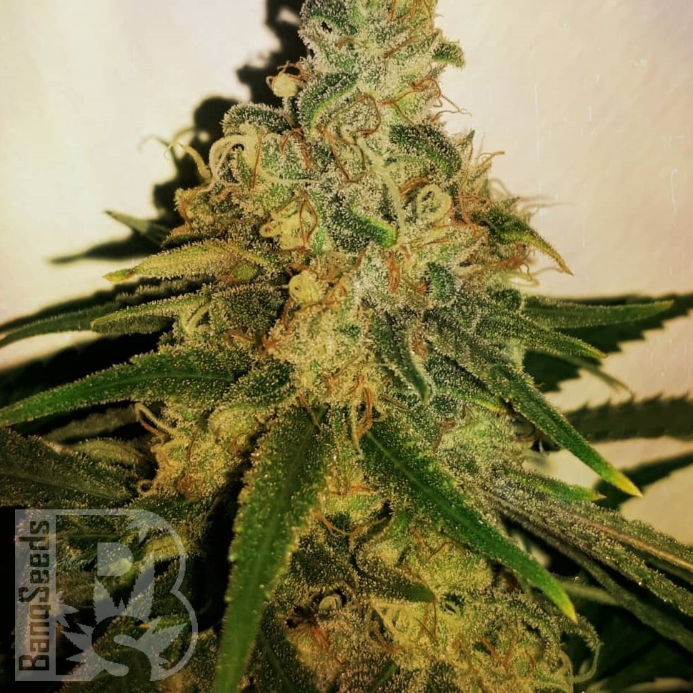 Семена марихуаны  Skunk #11 feminised Ganja Seeds Семена марихуаны  Skunk #11 feminised Ganja Seeds