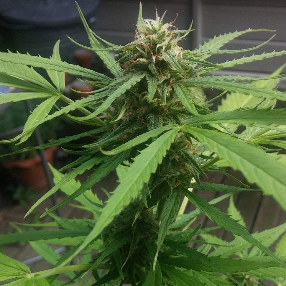 Семена  Auto Vertigo regular Ganja Seeds