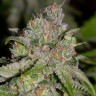 заказать семена конопли наложенным платежом Auto Sweet Tooth feminised заказать семена конопли наложенным платежом Auto Sweet Tooth feminised