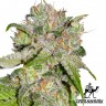 заказать семена конопли почтой Auto Sweet Tooth feminised заказать семена конопли почтой Auto Sweet Tooth feminised