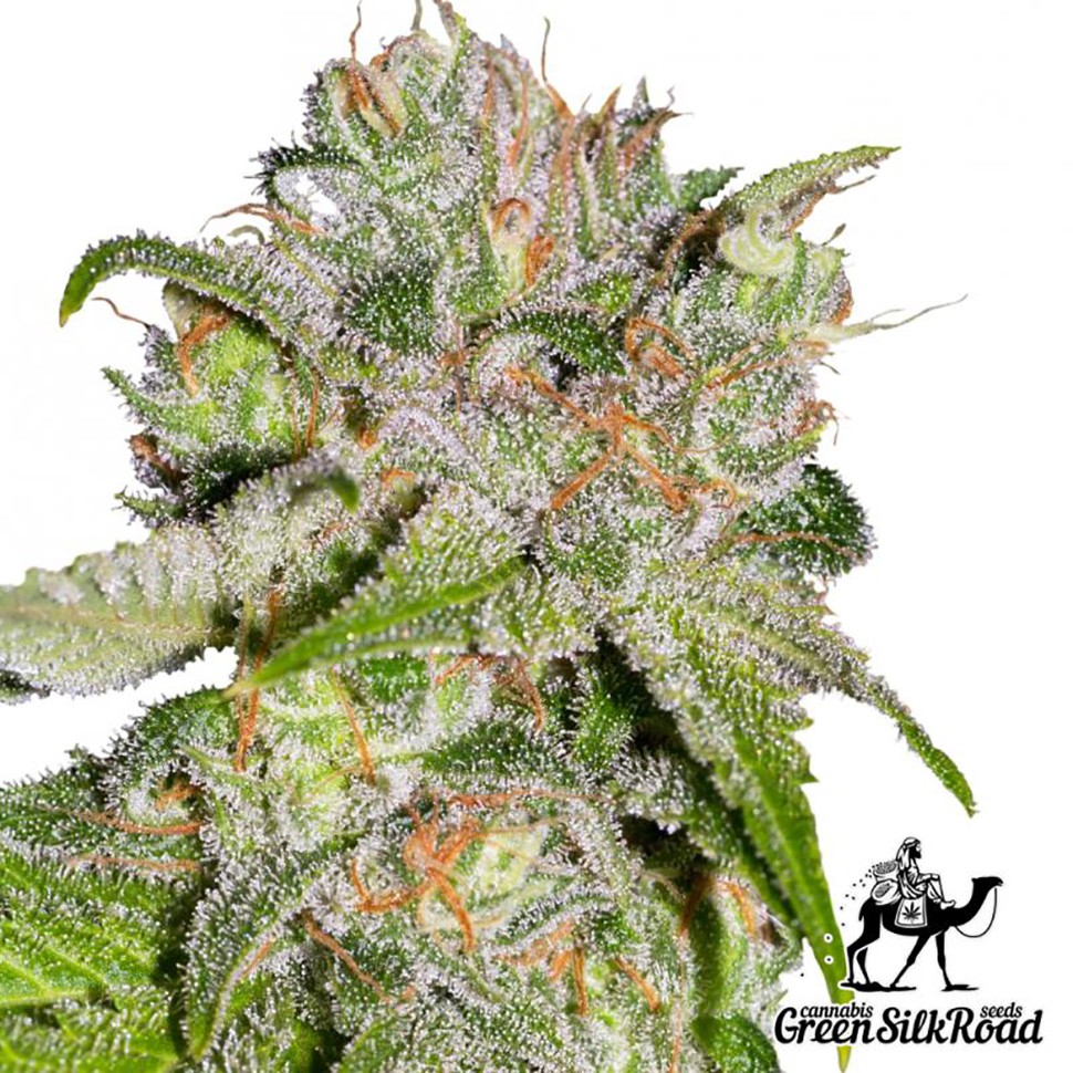 Семена ганжа  Auto Sweet Tooth feminised Green Silk Road Seeds