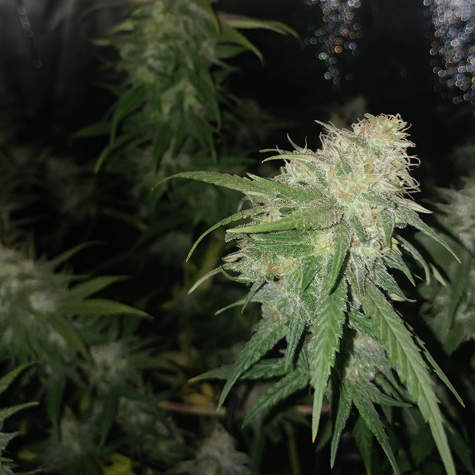 купить семена конопли Auto Jack Hammer feminised Victory Seeds купить семена конопли Auto Jack Hammer feminised Victory Seeds