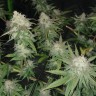семена конопли bang seeds Auto Jack Hammer feminised Victory Seeds семена конопли bang seeds Auto Jack Hammer feminised Victory Seeds