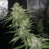 семена марихуаны в Алматы Auto Jack Hammer feminised Victory Seeds семена марихуаны в Алматы Auto Jack Hammer feminised Victory Seeds