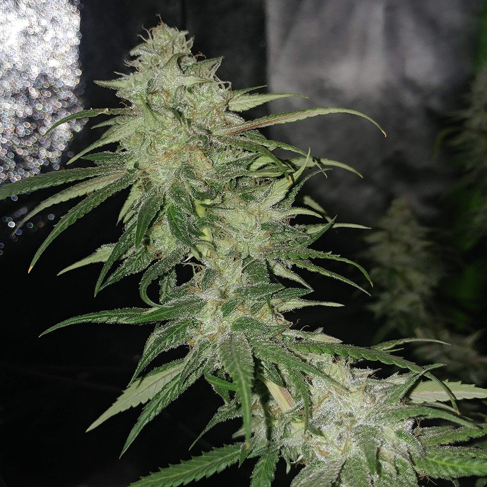 семена марихуаны в Алматы Auto Jack Hammer feminised Victory Seeds семена марихуаны в Алматы Auto Jack Hammer feminised Victory Seeds