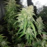 семена культурной конопли купить Auto Jack Hammer feminised Victory Seeds семена культурной конопли купить Auto Jack Hammer feminised Victory Seeds