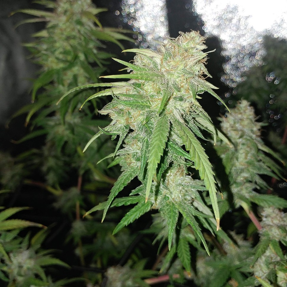 семена культурной конопли купить Auto Jack Hammer feminised Victory Seeds семена культурной конопли купить Auto Jack Hammer feminised Victory Seeds
