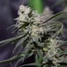 конопля семена сорта заказать Auto Jack Hammer feminised Victory Seeds конопля семена сорта заказать Auto Jack Hammer feminised Victory Seeds