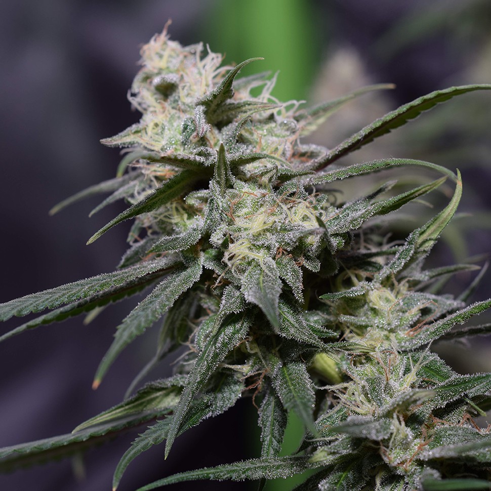 конопля семена сорта заказать Auto Jack Hammer feminised Victory Seeds конопля семена сорта заказать Auto Jack Hammer feminised Victory Seeds
