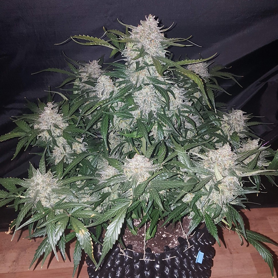 Семена  Auto Anesthesia feminised Ganja Seeds
