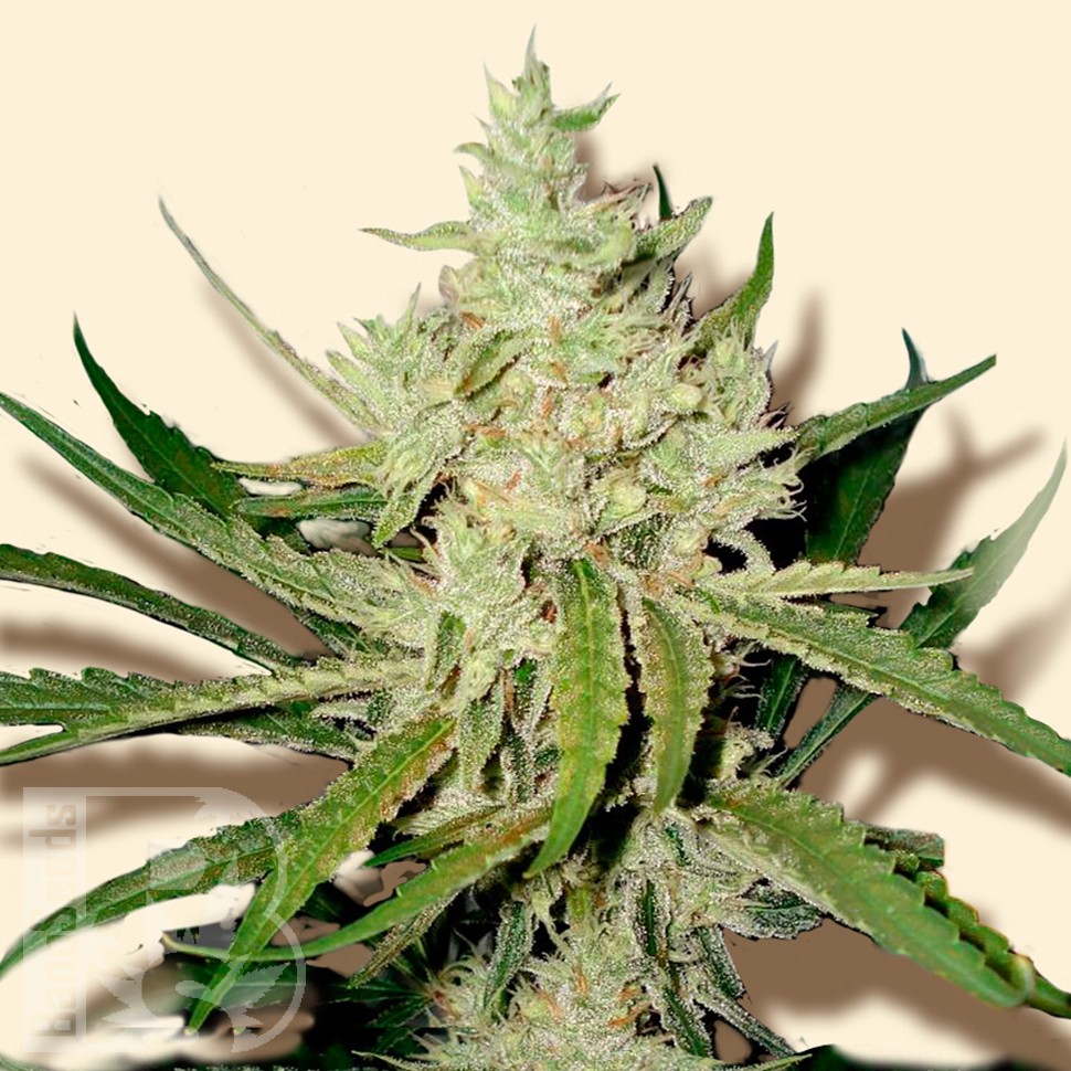 Семена  Amnesia Haze feminised Ganja Seeds
