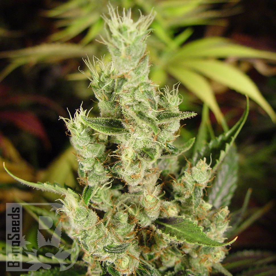 Amnesia Haze feminised Ganja Seeds заказать Amnesia Haze feminised Ganja Seeds заказать