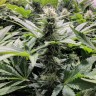 Amnesia Haze feminised Ganja Seeds недорого Amnesia Haze feminised Ganja Seeds недорого