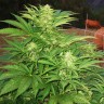 Семена конопли  Narkush feminised Ganja Seeds Семена конопли  Narkush feminised Ganja Seeds