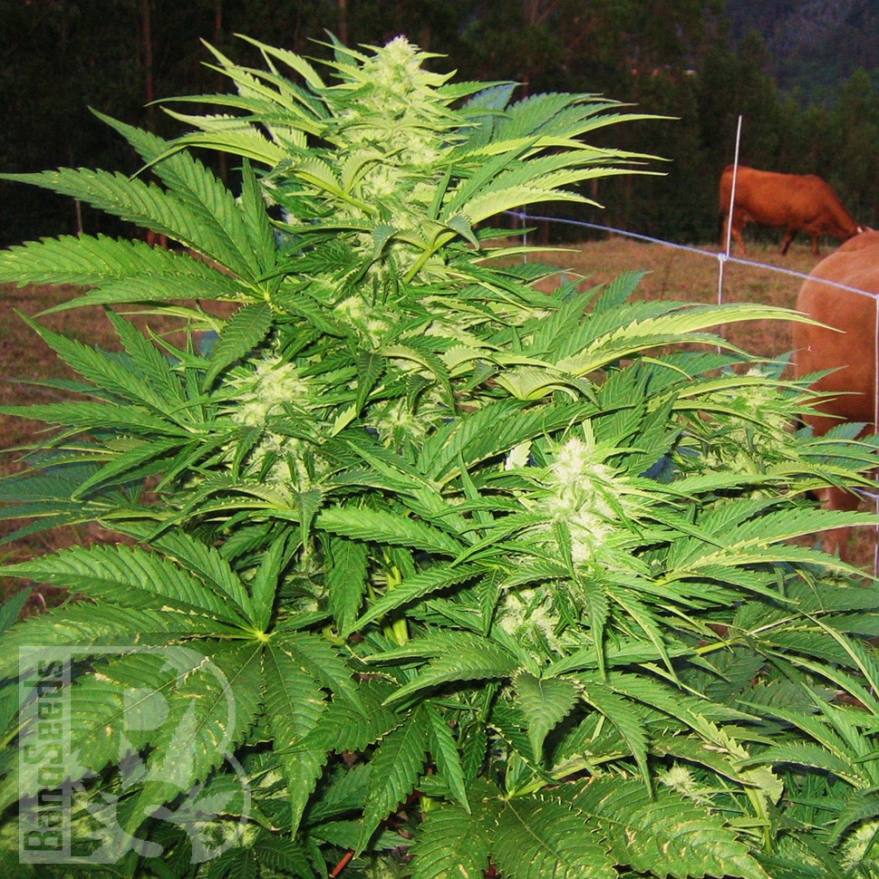 Семена конопли  Narkush feminised Ganja Seeds Семена конопли  Narkush feminised Ganja Seeds