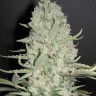 Семена конопли  Narkush feminised Ganja Seeds Семена конопли  Narkush feminised Ganja Seeds