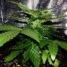 купить семена конопли Auto Lowryder2 feminised купить семена конопли Auto Lowryder2 feminised