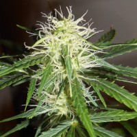 Auto Lowryder #2 feminised Ganja Seeds