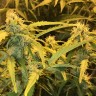 Семена  Auto Lowryder #2 feminised Ganja Seeds Семена  Auto Lowryder #2 feminised Ganja Seeds