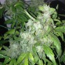 Семена  Auto Lowryder #2 feminised Ganja Seeds Семена  Auto Lowryder #2 feminised Ganja Seeds