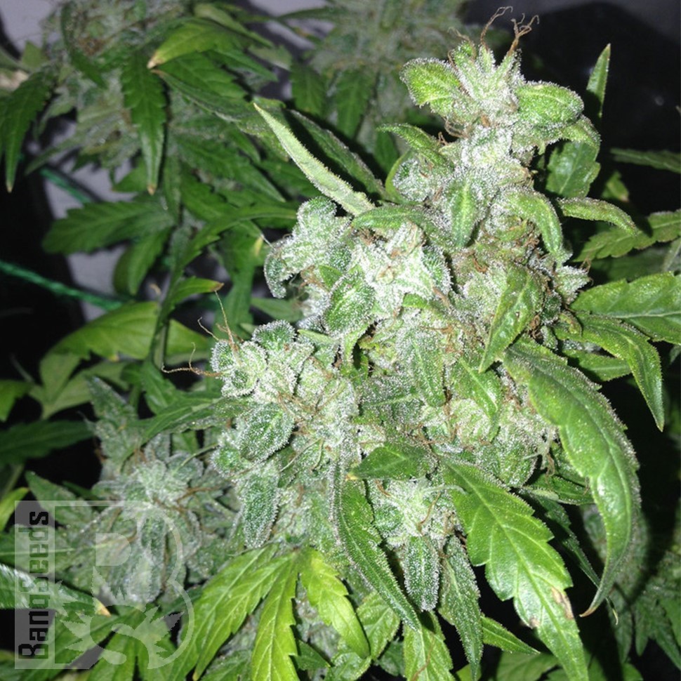Семена  Auto Lowryder #2 feminised Ganja Seeds Семена  Auto Lowryder #2 feminised Ganja Seeds