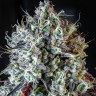 Семена  Auto Lowryder #2 feminised Ganja Seeds Семена  Auto Lowryder #2 feminised Ganja Seeds