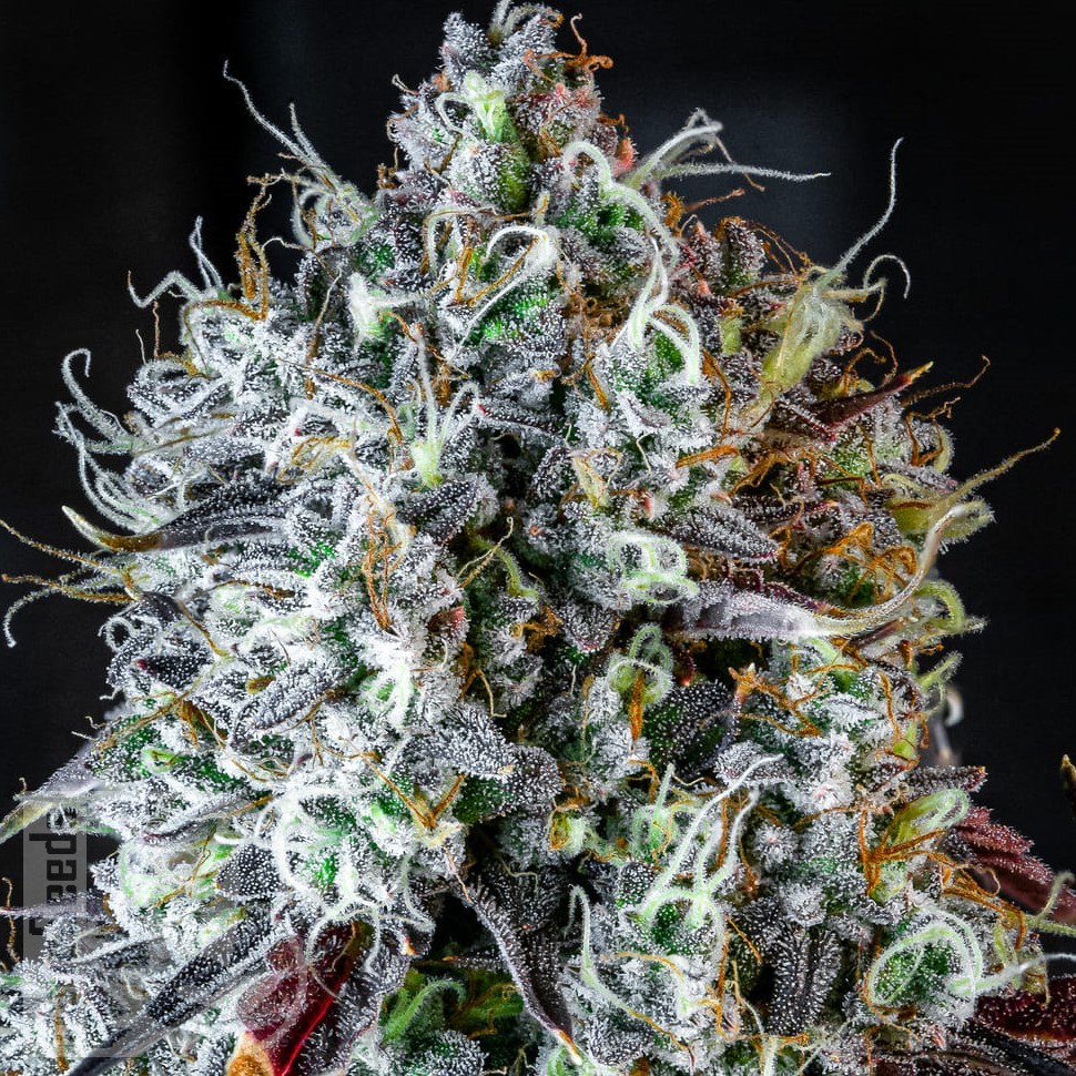 Семена  Auto Lowryder #2 feminised Ganja Seeds Семена  Auto Lowryder #2 feminised Ganja Seeds