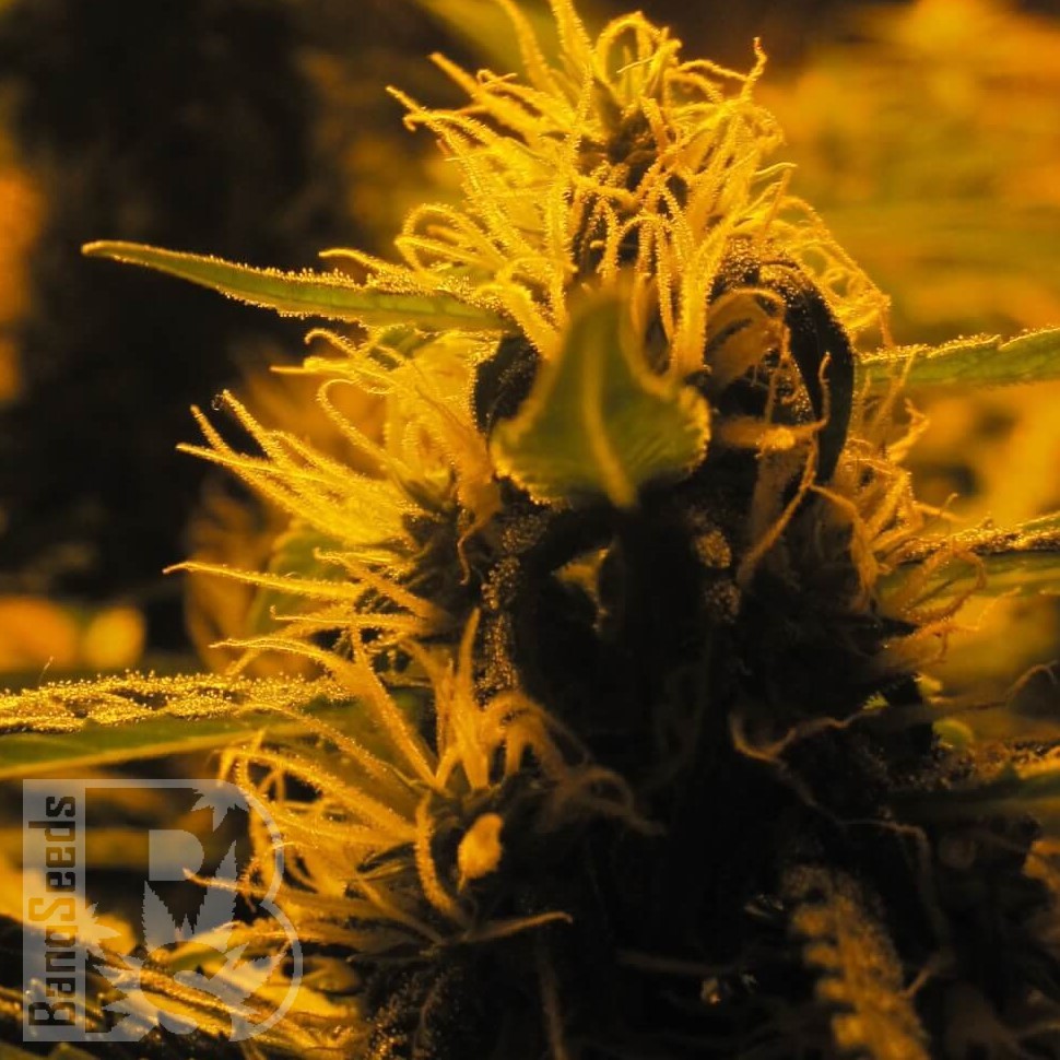 Семена  Auto Lowryder #2 feminised Ganja Seeds Семена  Auto Lowryder #2 feminised Ganja Seeds