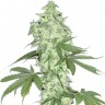 Семена  Auto Lowryder #2 feminised Ganja Seeds Семена  Auto Lowryder #2 feminised Ganja Seeds
