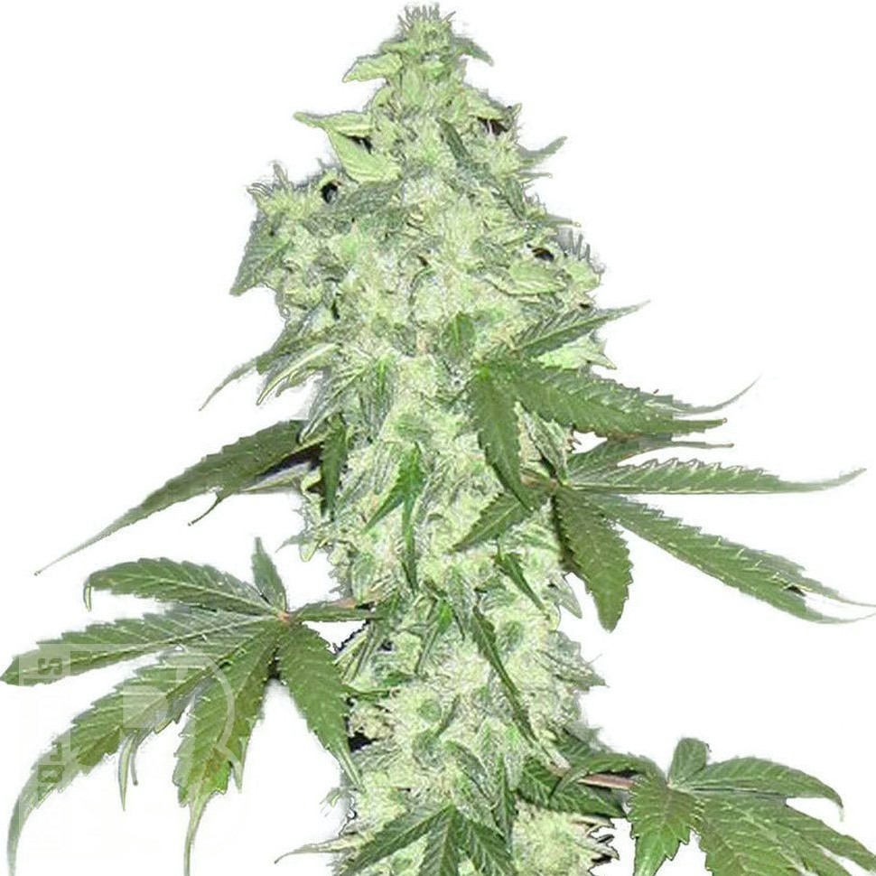 Семена  Auto Lowryder #2 feminised Ganja Seeds Семена  Auto Lowryder #2 feminised Ganja Seeds