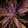 Семена  Auto Lowryder #2 feminised Ganja Seeds Семена  Auto Lowryder #2 feminised Ganja Seeds