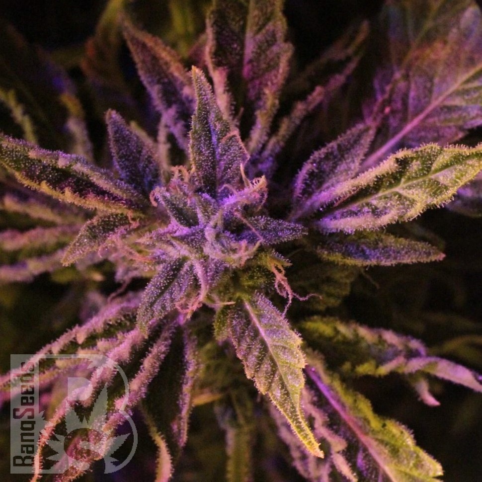 Семена  Auto Lowryder #2 feminised Ganja Seeds Семена  Auto Lowryder #2 feminised Ganja Seeds