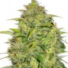 Семена  Auto Lowryder #2 feminised Ganja Seeds Семена  Auto Lowryder #2 feminised Ganja Seeds
