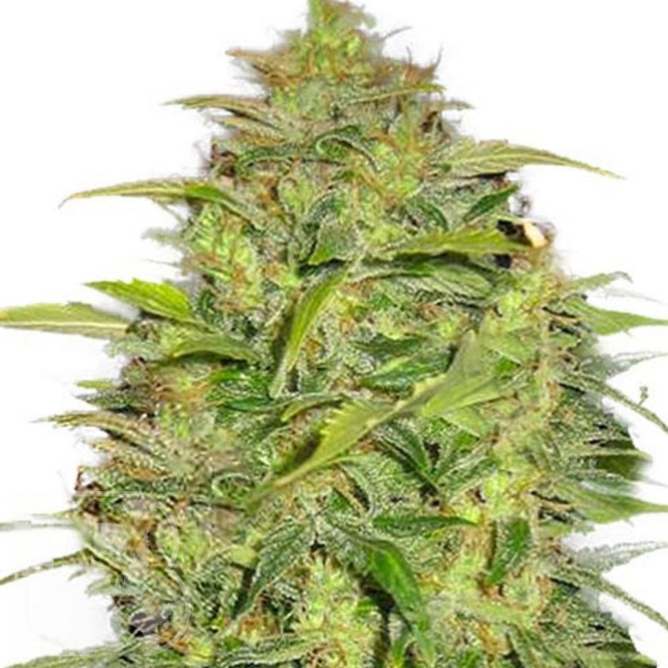 Семена  Auto Lowryder #2 feminised Ganja Seeds Семена  Auto Lowryder #2 feminised Ganja Seeds