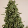 Семена  Auto Lowryder #2 feminised Ganja Seeds Семена  Auto Lowryder #2 feminised Ganja Seeds