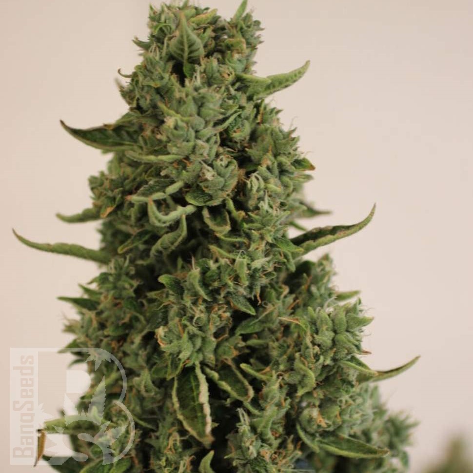 Семена  Auto Lowryder #2 feminised Ganja Seeds Семена  Auto Lowryder #2 feminised Ganja Seeds