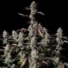 Семена  Auto Lowryder #2 feminised Ganja Seeds Семена  Auto Lowryder #2 feminised Ganja Seeds